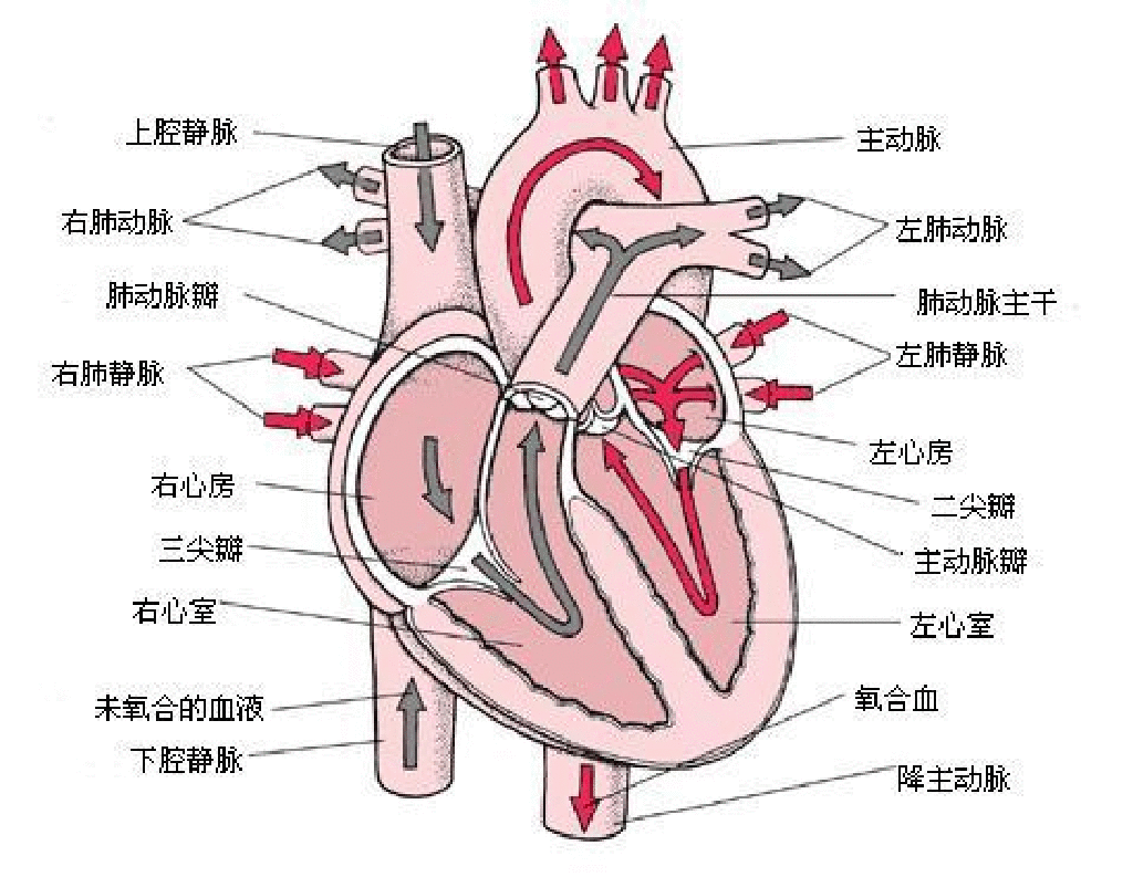 主动脉(升主动脉、主动脉弓、降主动脉)、肺动脉血管分布图