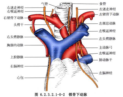 无名动脉头臂干动脉、颈总动脉、锁骨下动脉距离心脏的位置图片